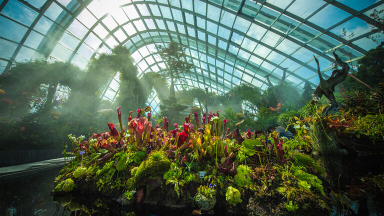 cloud-forest-03